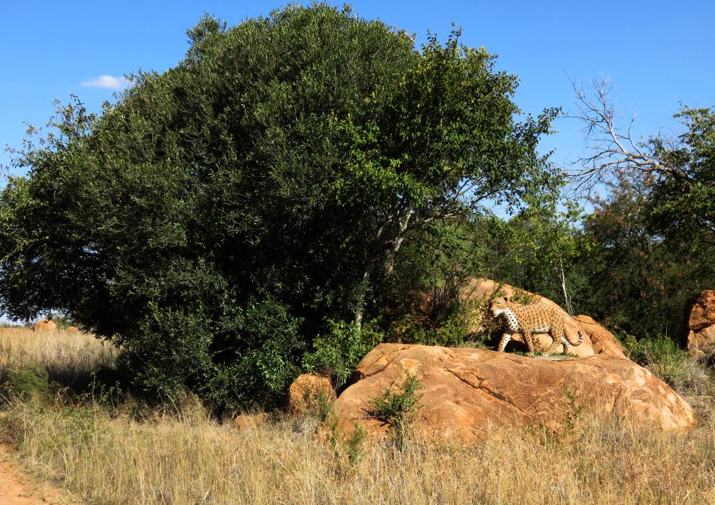 Rietpoort leopard behind the bush